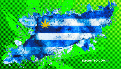 Cannabis en Uruguay, 12 Años Después: El Modelo que Redujo el Mercado Ilícito pero Hoy Enfrenta sus Propios Límites