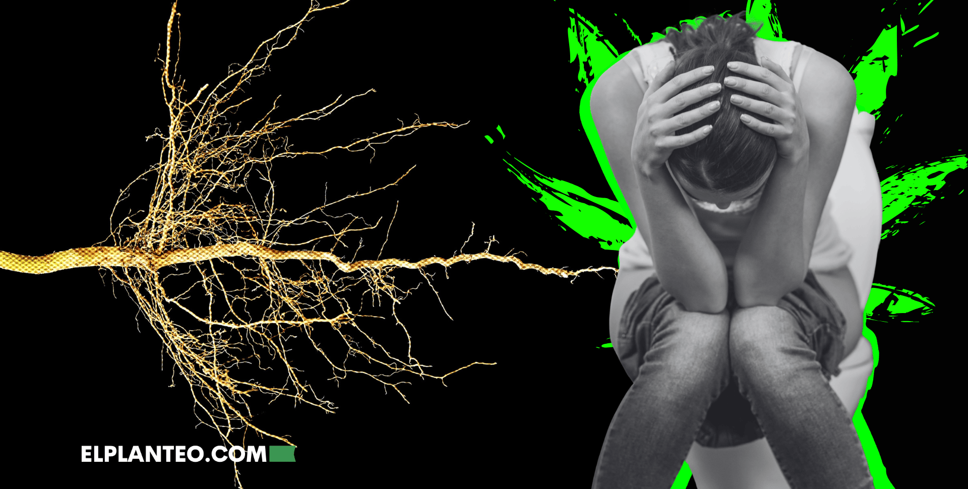 Estudio Brasileño: Las Raíces de Cannabis Podrían Proteger el Estómago y Reducir la Diarrea